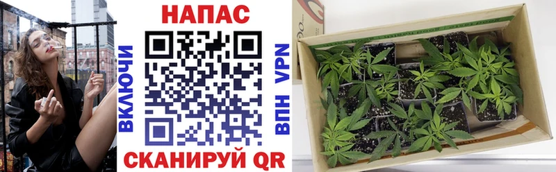 где купить наркотик  hydra ссылка  Бошки Шишки семена  Починок 